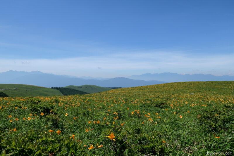 霧ヶ峰高原（ニッコウキスゲ）_ビーナスの丘