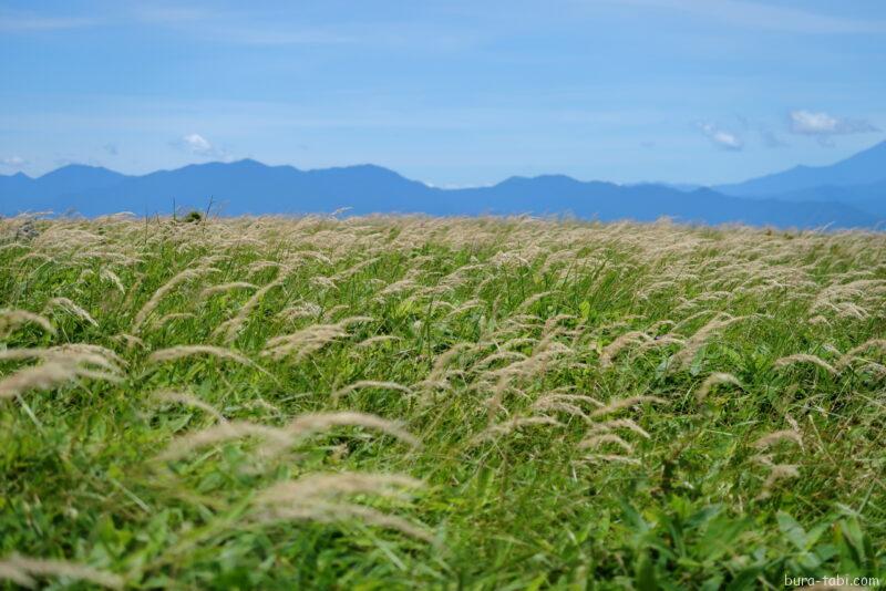 車山高原_山頂_ススキ？