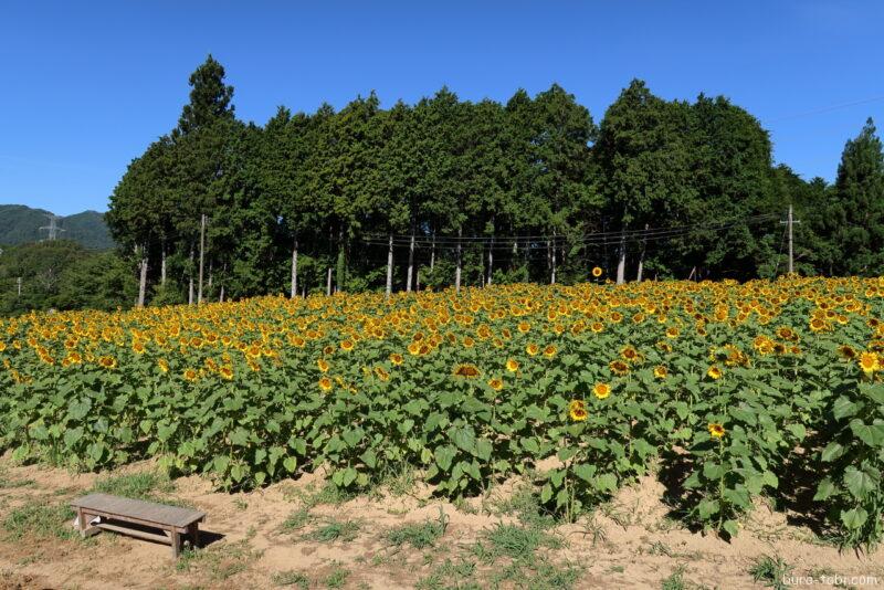 平石農場ひまわり畑_ベンチ