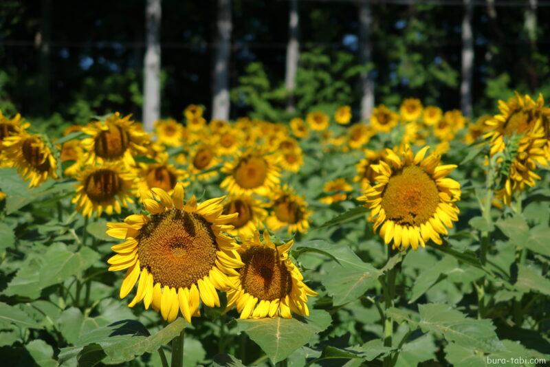 平石農場ひまわり畑_花びら