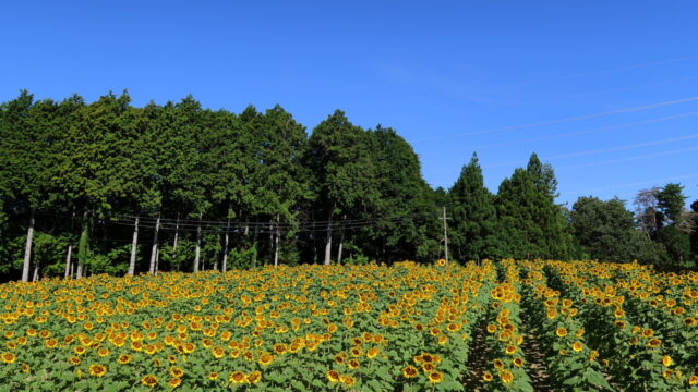 平石農場ひまわり畑_全景