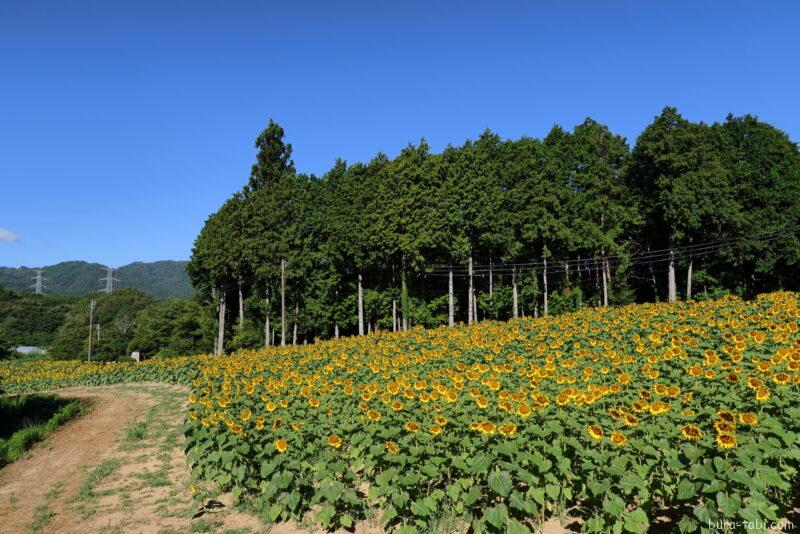 平石農場ひまわり畑_全景