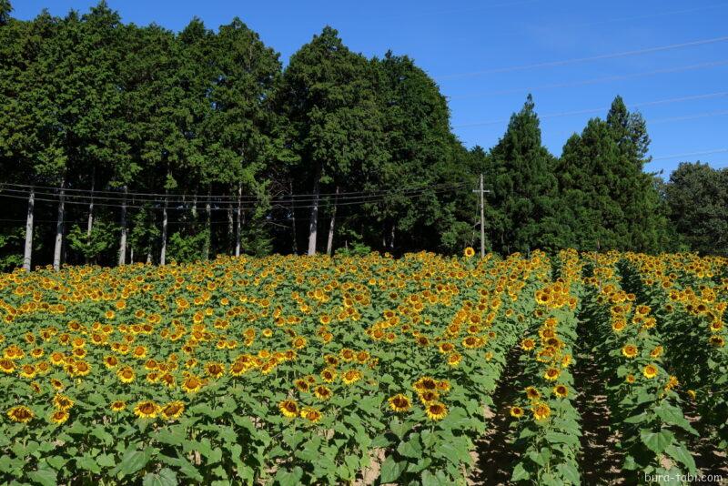 平石農場ひまわり畑_全景