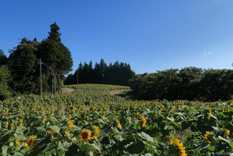 平石農場ひまわり畑_全景