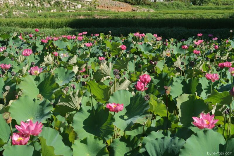 金野のハス池（蓮）_花びら