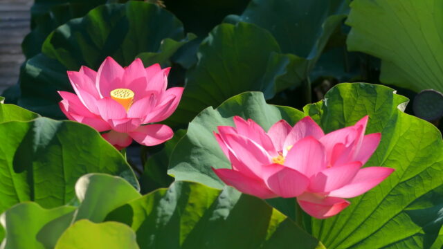 金野のハス池（蓮）_花びら