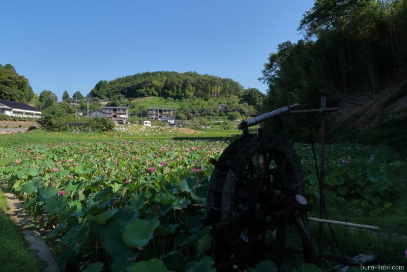 金野のハス池（蓮）_水車