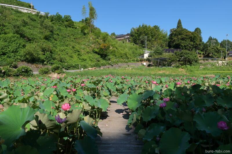 金野のハス池（蓮）_遊歩道