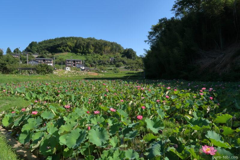 金野のハス池（蓮）_全景