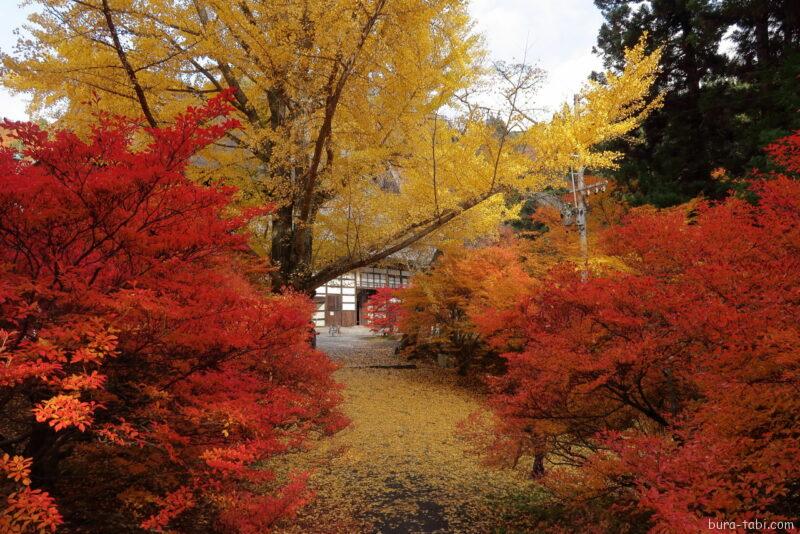 霊松寺（紅葉）_オハツキイチョウ