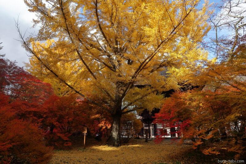 霊松寺（紅葉）_オハツキイチョウ