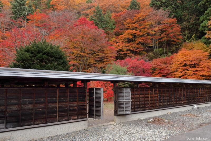 霊松寺（紅葉）_裏庭