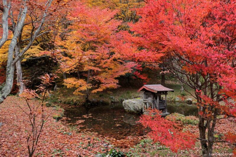 霊松寺（紅葉）_裏庭