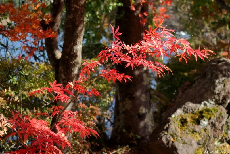 蓼科湖（紅葉）_もみじ