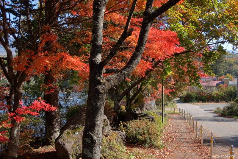 蓼科湖（紅葉）_遊歩道