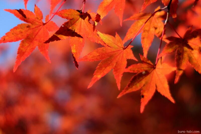 永遠の鐘（紅葉）_もみじ