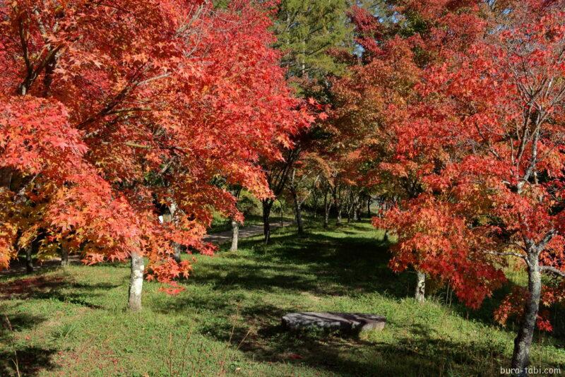 永遠の鐘（紅葉）_トンネル