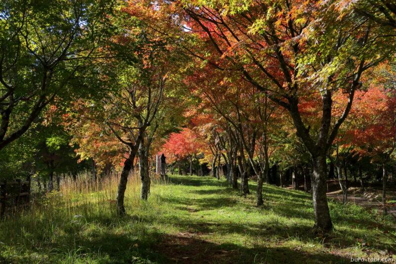 永遠の鐘（紅葉）_トンネル