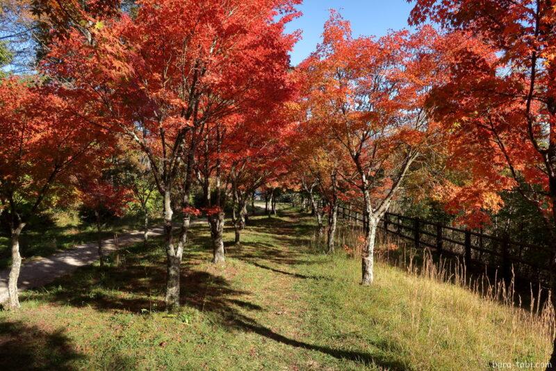 永遠の鐘（紅葉）_トンネル