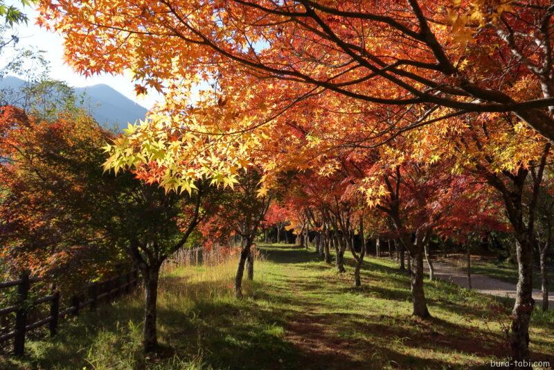 永遠の鐘（紅葉）_トンネル