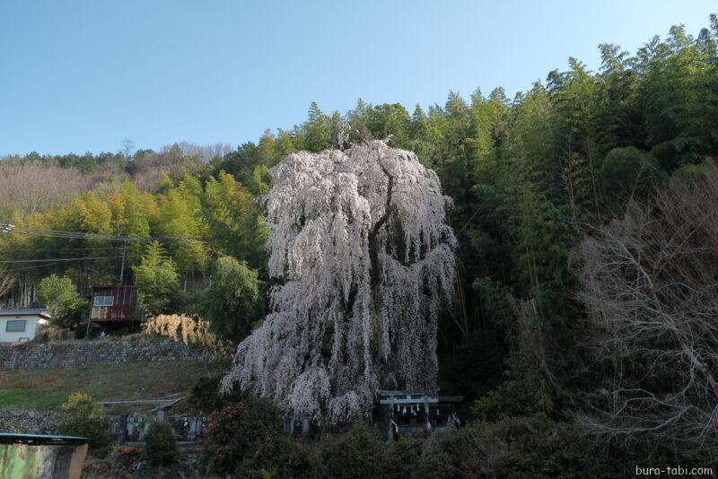 林里若宮のしだれ桜