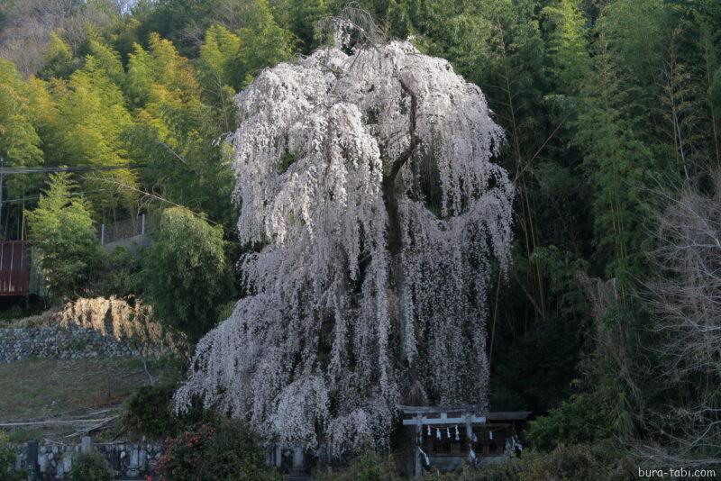 林里若宮のしだれ桜