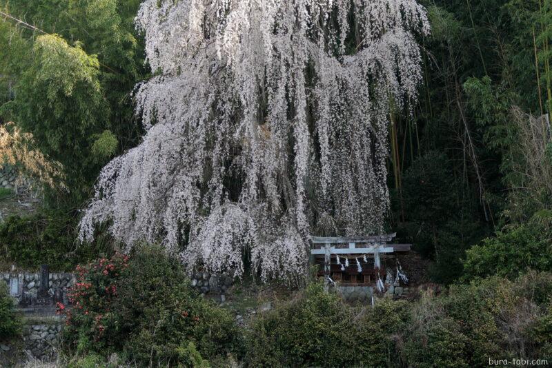 林里若宮のしだれ桜