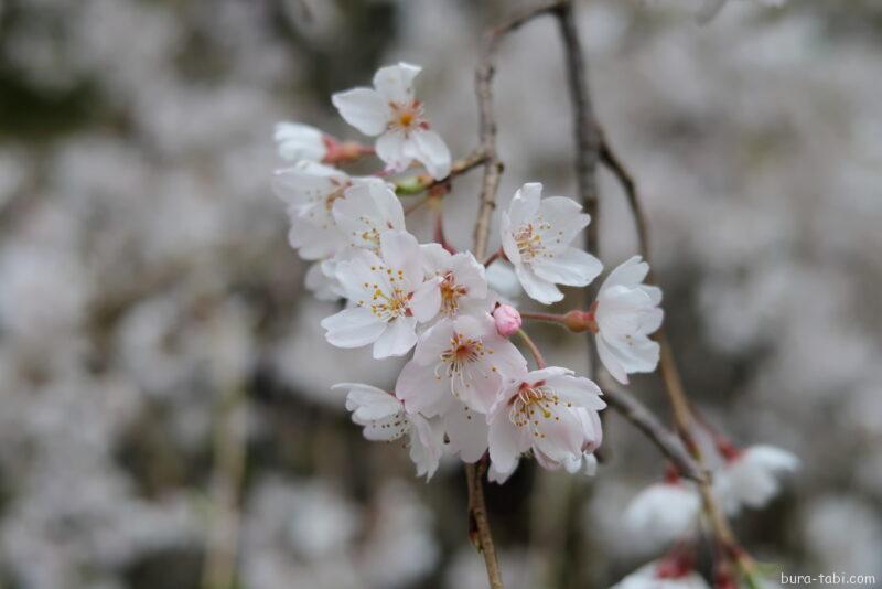 林里若宮のしだれ桜_花びら