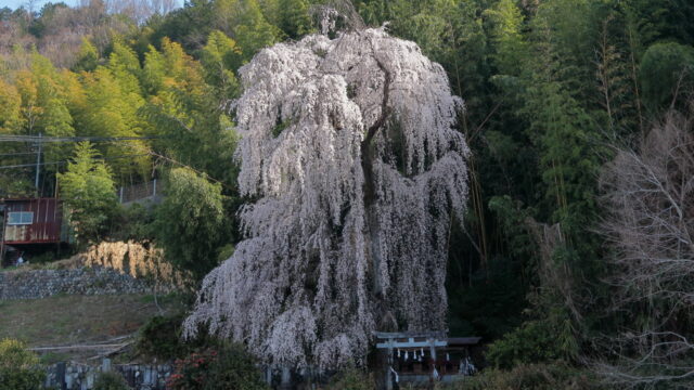 林里若宮のしだれ桜