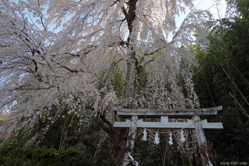 林里若宮のしだれ桜_鳥居