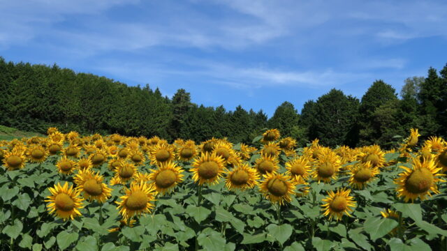 宝ノ戸ひまわり畑