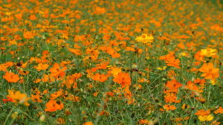 治部坂高原_コスモスガーデン_キバナコスモス