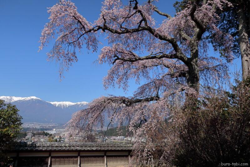 栖林寺のしだれ桜_中央アルプス