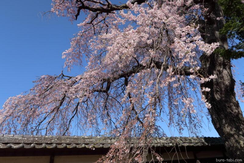 栖林寺のしだれ桜_花びら