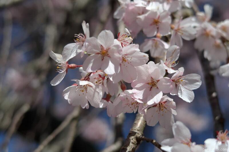 栖林寺のしだれ桜_花びら