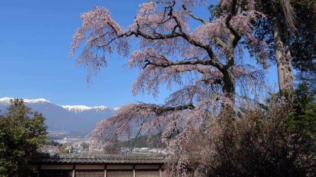 栖林寺のしだれ桜_中央アルプス