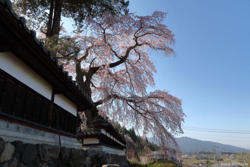栖林寺のしだれ桜_石垣