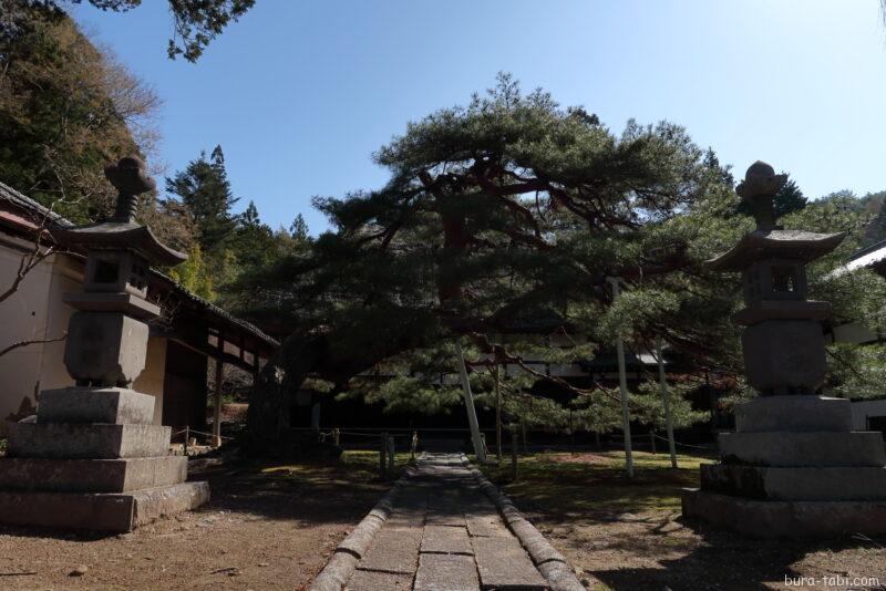 栖林寺のしだれ桜_参道
