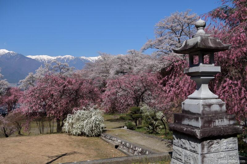 桃源院のしだれ桜_中央アルプス