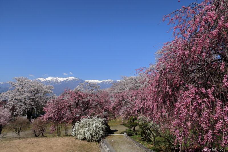 桃源院のしだれ桜_中央アルプス