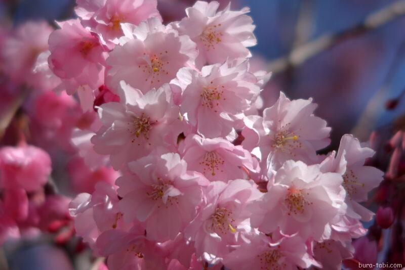 桃源院のしだれ桜_花びら