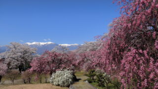 桃源院のしだれ桜_中央アルプス