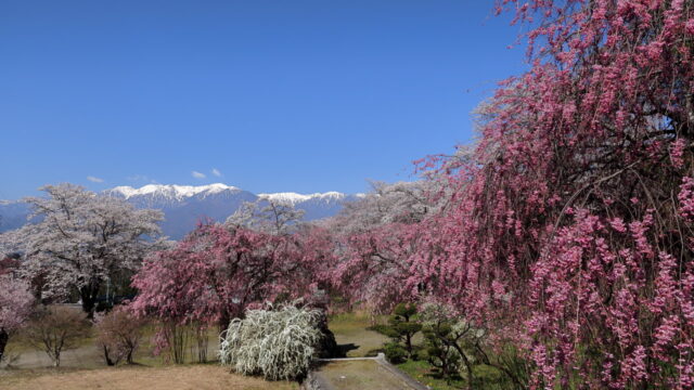 桃源院のしだれ桜_中央アルプス