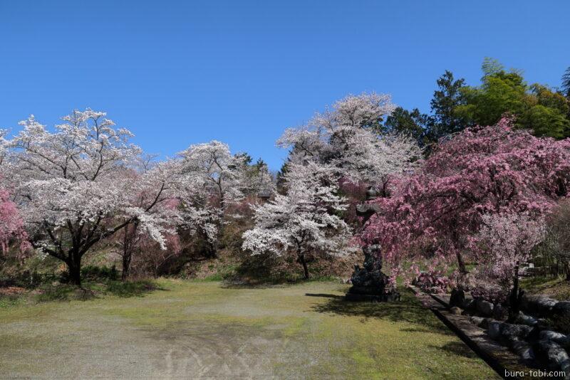 桃源院のしだれ桜_境内