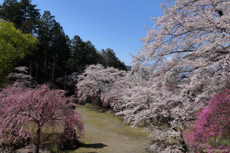 桃源院のしだれ桜_境内