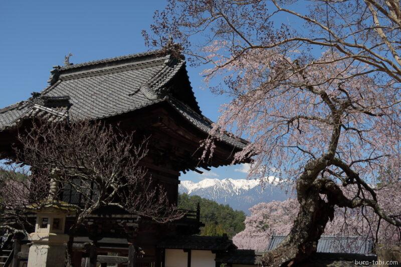 蔵澤寺のしだれ桜_中央アルプス