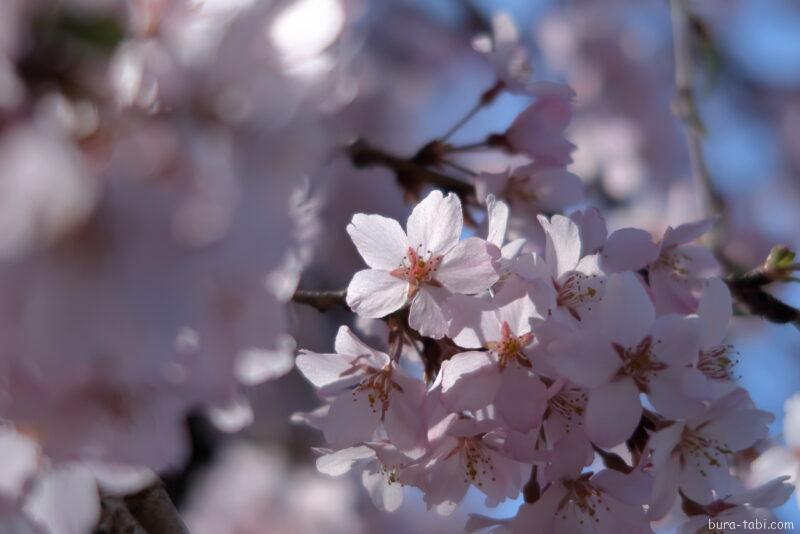 蔵澤寺のしだれ桜_花びら