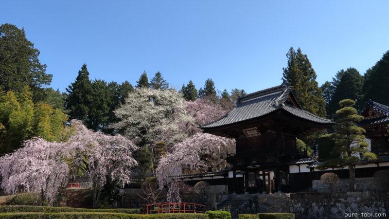 蔵澤寺のしだれ桜_三門