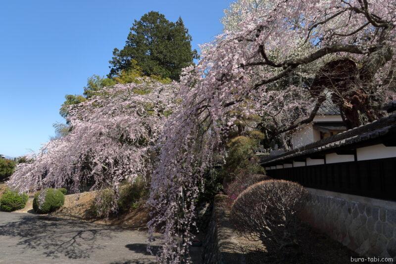 蔵澤寺のしだれ桜_石垣