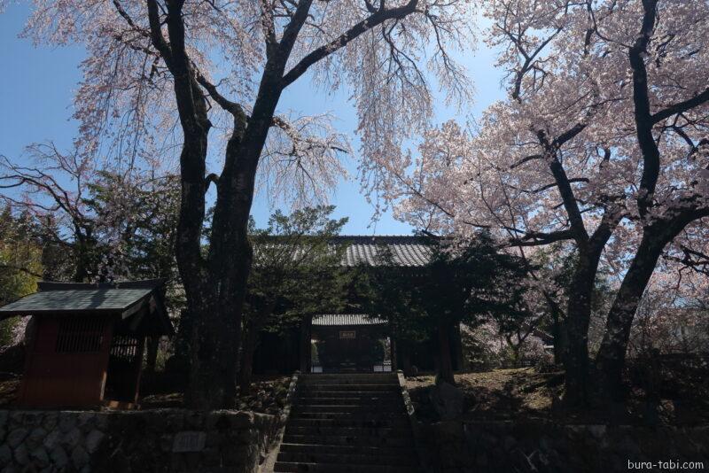 蔵澤寺のしだれ桜_境内